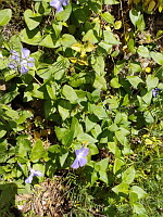 Grande pervenche - Vinca major (photo Mrugala F.)(2)
